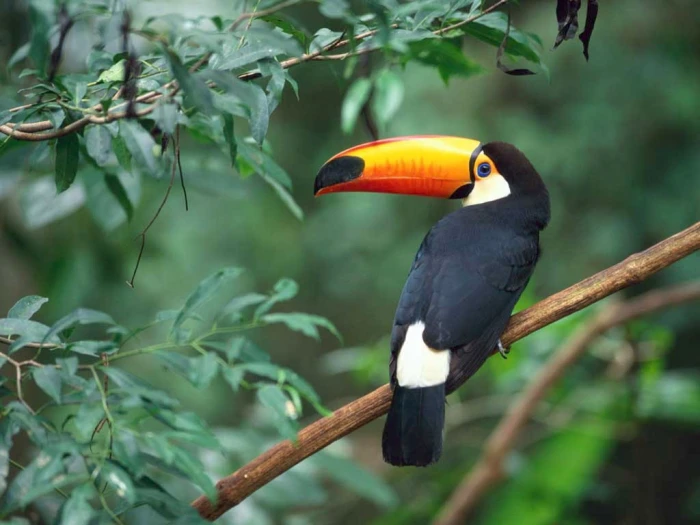 Animais Animals Toucan Birds HD Art nature Natureza