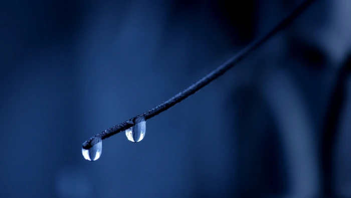 dew drops macro nature water twigs close up hanging 2k