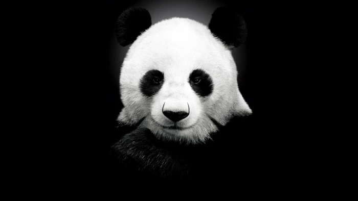 panda wallpaper monochrome white black simple background 2k