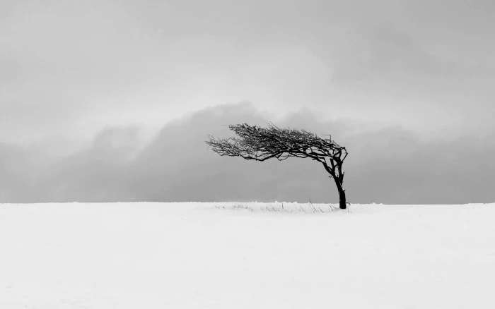 bare tree brown leaf surrounded with snow nature trees 2k