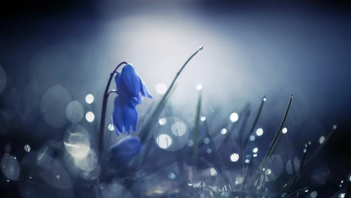 blue Siberian squill flowers flower in tilt shift lens photo 2k