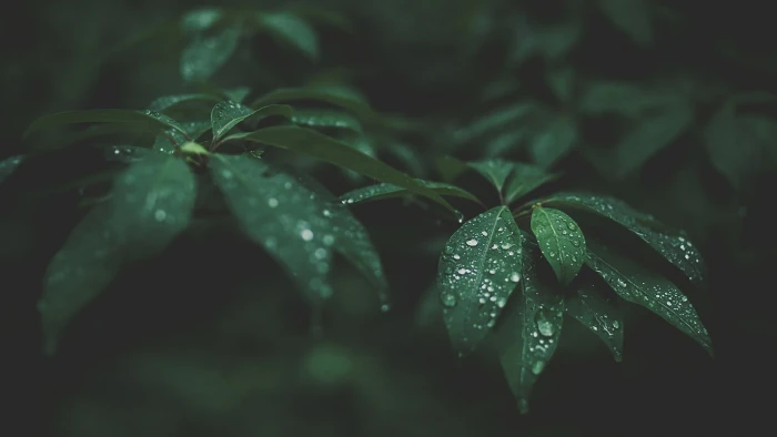 green leaf plant selective focus photograph of leaves with water dew 2k