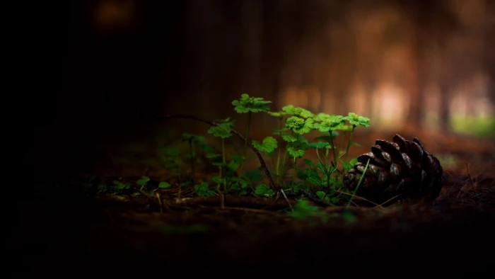 green leafed plant shallow focus photography of plants 2k