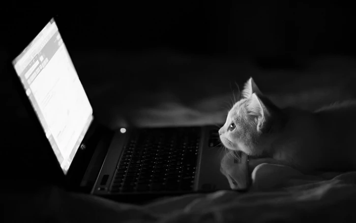 laptop computer grayscale photo notebooks cat monochrome animals 2k