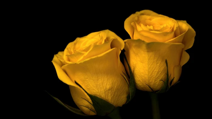 two yellow roses nature plants flowers macro depth of field 2k
