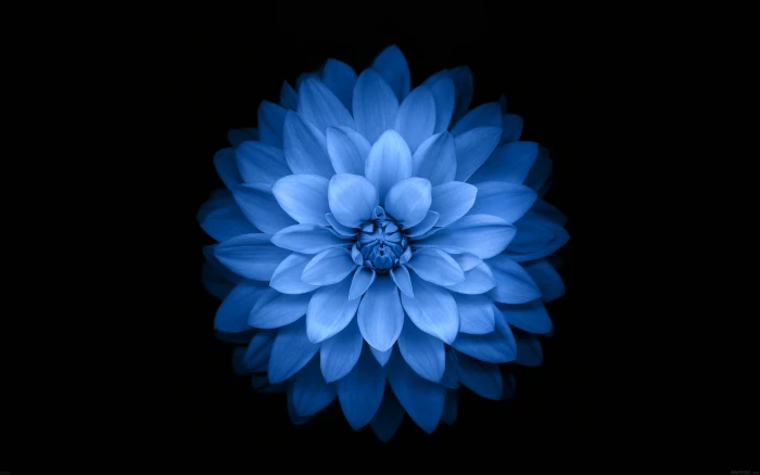 blue lotus flower Apple Plus HD Wallp Dahlia 2k
