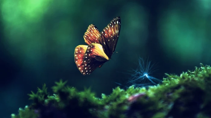 brown and beige butterfly close up photography of black yellow 2k