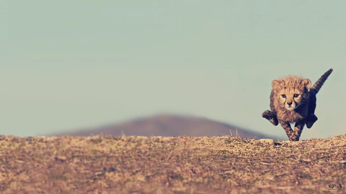 brown cheetah cub animals cheetahs nature cubs baby 2k