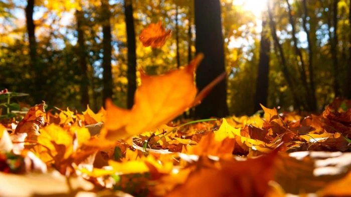 brown dry leaves nature forest fall trees autumn leaf plant part