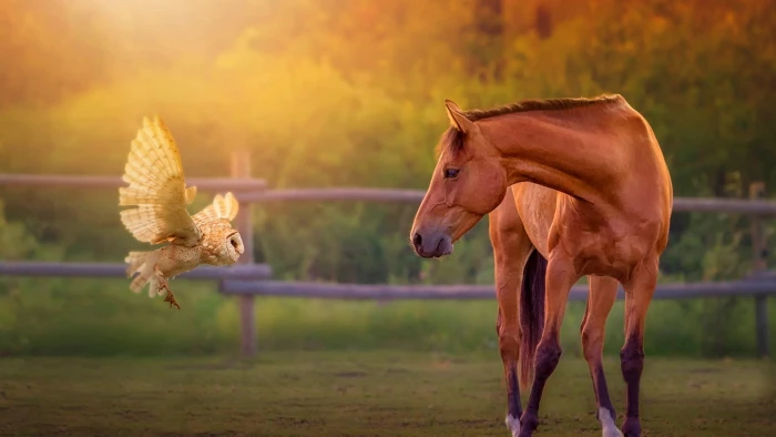 brown horse and white owl standing on dry land field animals 2k