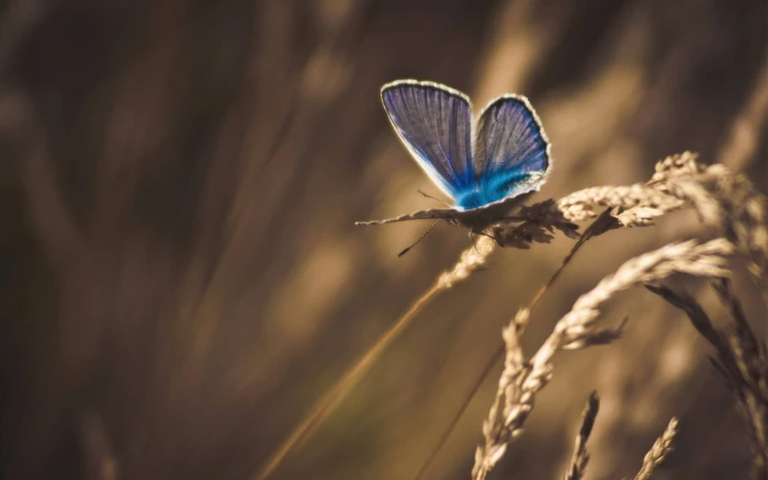common blue butterfly flowers macro nature moths wheat insect 2k