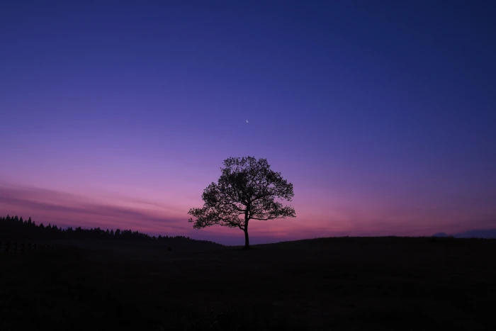 dark sky blue purple nature landscape trees plant night 2k