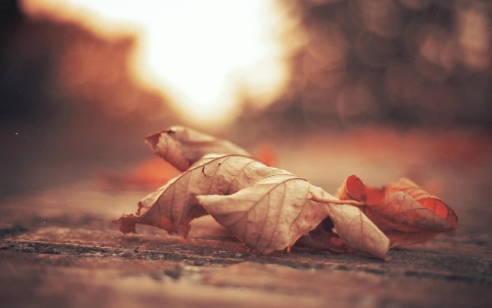 dry leaf brown in selective focus photography nature flowers 2k