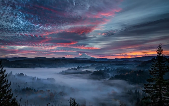 foggy forest during sunrise nature landscape mist valley