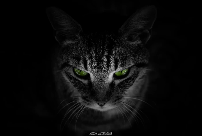 gray and black tabby cat animals background green eyes 2k