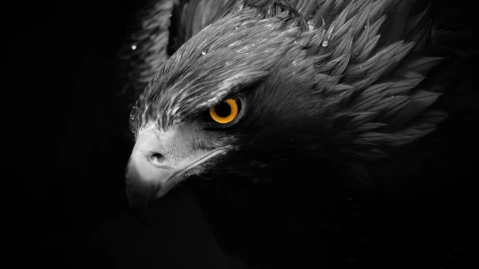 grayscale eagle wallpaper birds animals selective coloring 2k