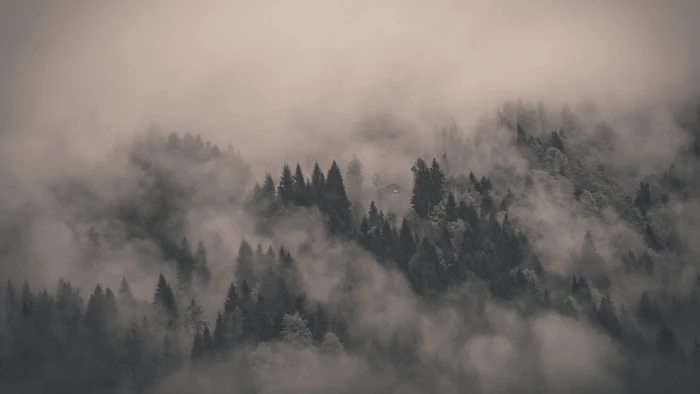 green leaf tree tall tress during fog mist clouds trees dark 2k