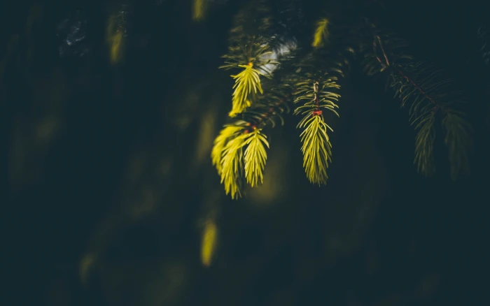 green leafed plant photo of leaf tree spruce macro sunlight 2k