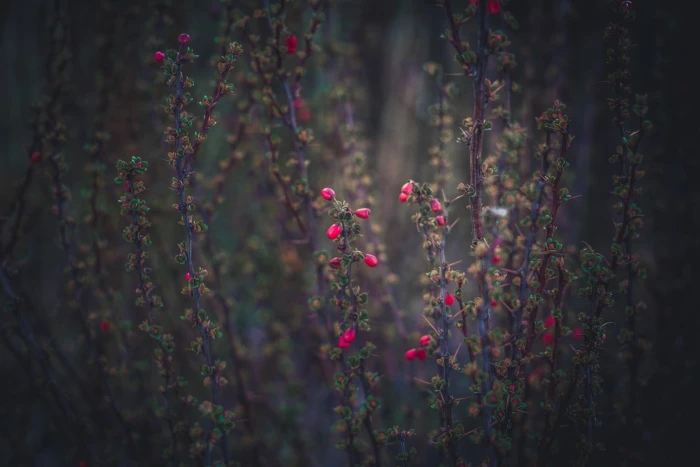 green leafed plant spring flowers grass Latvia Riga nature