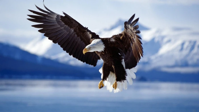 brown and white bald eagle birds animals wildlife nature 2k