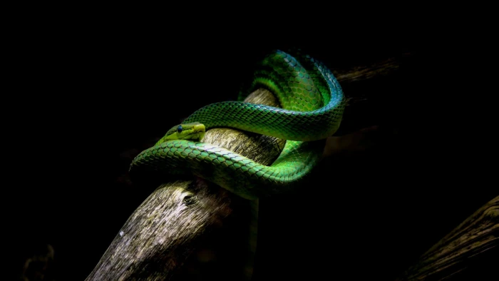 green snake nature animals vipers branch black background 2k