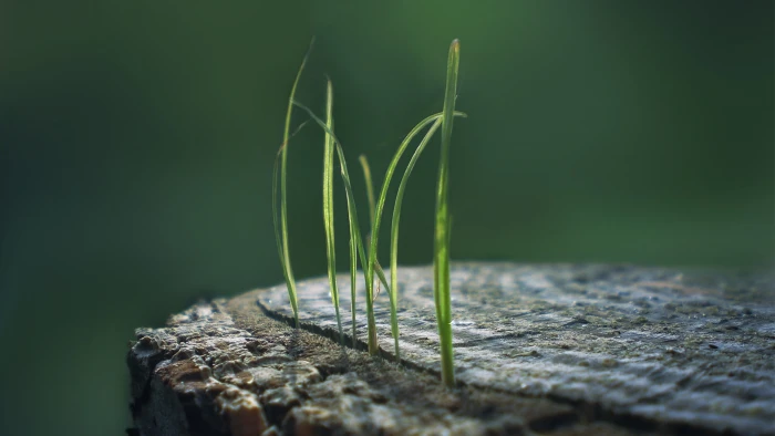green grass shallow focus photography of macro 2k