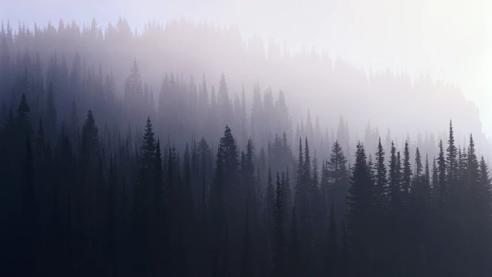 nature hipster dark Forest uhd ultra hd 2k