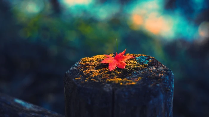 red maple leaf photography leaves fall colorful 2k