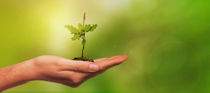 selective focus photography of sapling in human palm leaf tree 2k