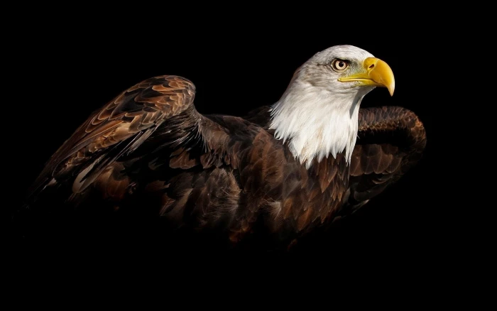 nature birds bald eagle simple background 2k