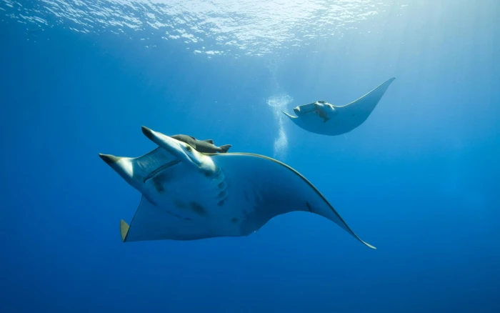 photography nature sea water underwater animals sunlight 2k