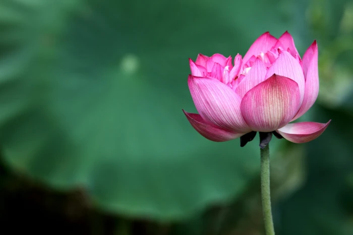 pink petaled flower lotus Water Lily nature Color 2k