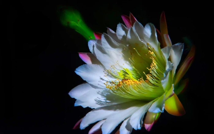 The Beauty Of Brahma Kamal white brahma kamal plant flower 2k