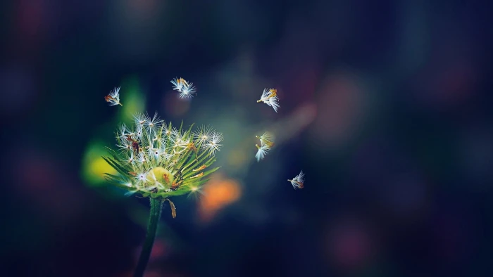 white dandelion flower selective focus photo of green 2k