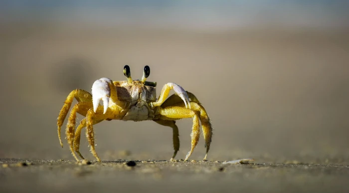 yellow and brown crab standing on gray sand beach macro closeup 2k