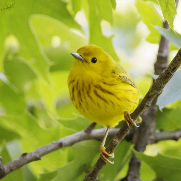 yellow bird on tree branch during daytime warbler