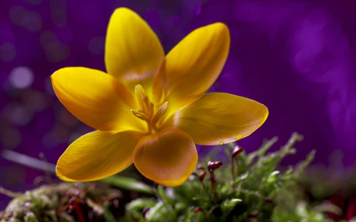 yellow petaled flowers macro nature flowering plant 2k