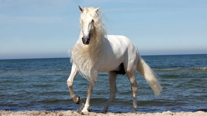 A Beautiful Horse beach mare animals stallion nature wild horse 2k