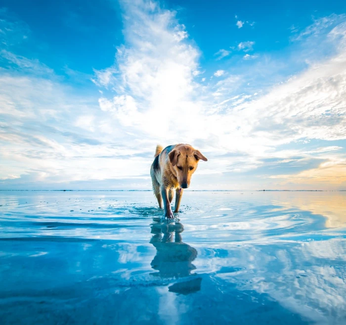 adult brown and black German shepherd walking on water close up photography
