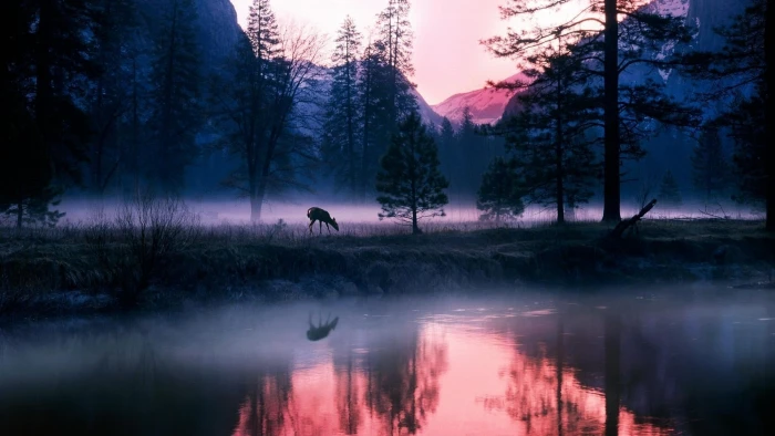 animal near trees and body of water wallpaper nature sky deer 2k