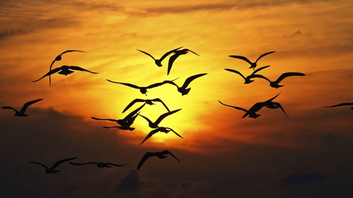 animals sun sunset silhouette sky orange sunrise dusk 2k