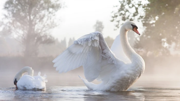animals swan birds sunlight water nature 2k