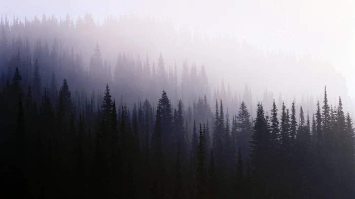 black pine trees mist forest nature landscape outdoors scenics 2k