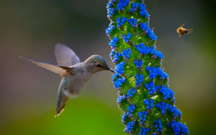 blue and white fish painting humming bird flowers 2k