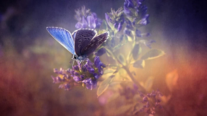 blue and black butterfly flowers texture insect nature animal themes 2k