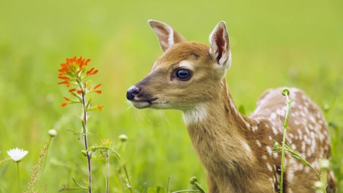 brown and white deer animals nature baby plants animal themes 2k