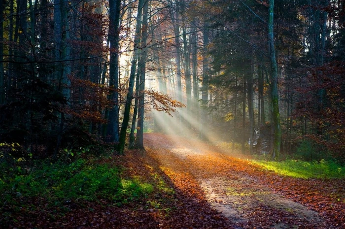 brown leafed trees forest during daytime sun rays fall path