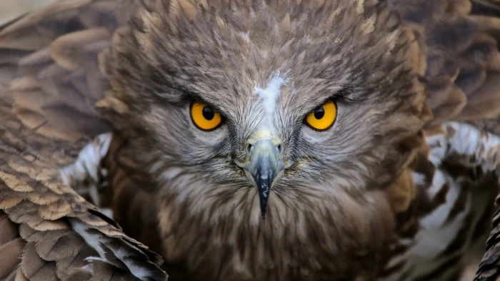 brown owl illustration nature animals birds yellow eyes feathers 2k