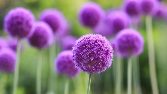 close up photography of purple petaled flower flowers depth field 2k