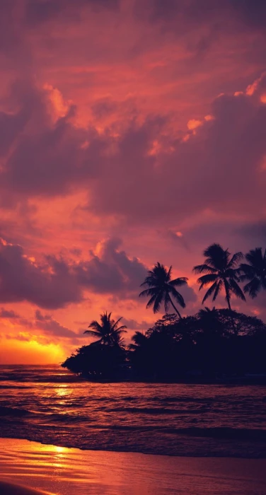 coconut trees nature landscape water clouds beach sunset